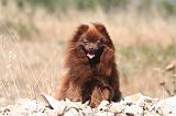 SPITZ ALLEMAND 479